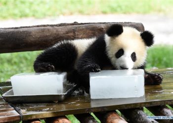 China zoos now use useful methods to keep animals cool