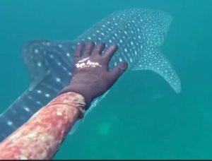rare whale shark spotted in Charna Island