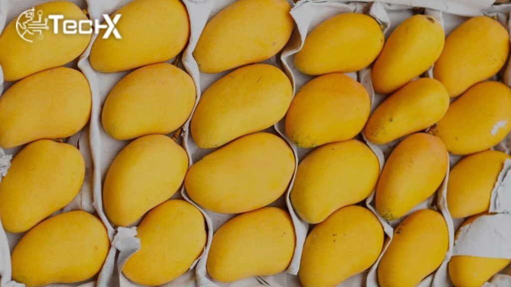 UAE Emerges as Top Importer of Pakistani Mangoes