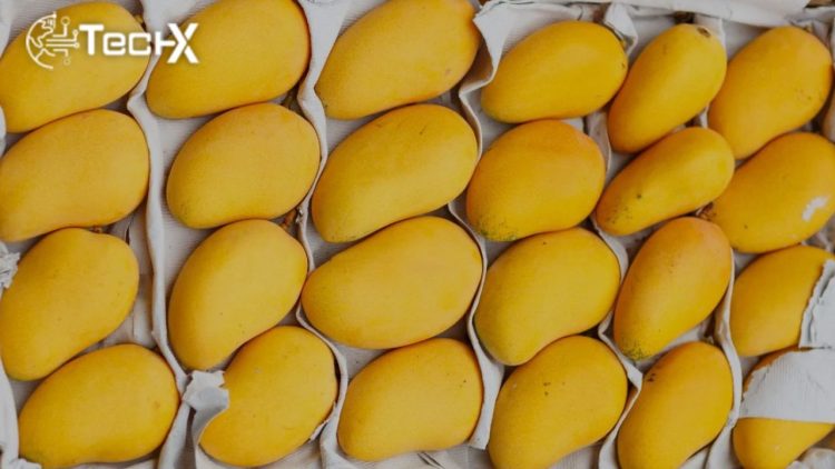 UAE Emerges as Top Importer of Pakistani Mangoes