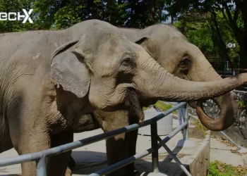 Karachi Safari Park Elephants Diagnosed with Life-Threatening Illness