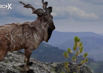 International Day of the Markhor Being Observed Today