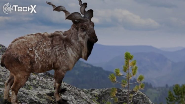 International Day of the Markhor Being Observed Today