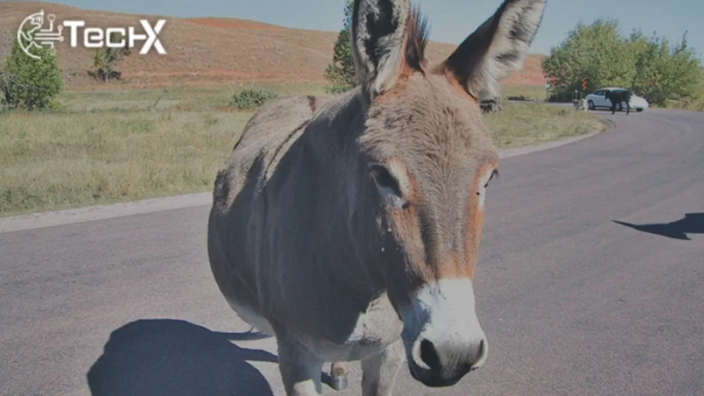 Karachi Customs Seizes Rs80M Donkey Skins in Smuggling Bust