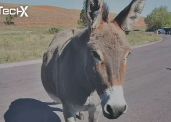 Karachi Customs Seizes Rs80M Donkey Skins in Smuggling Bust