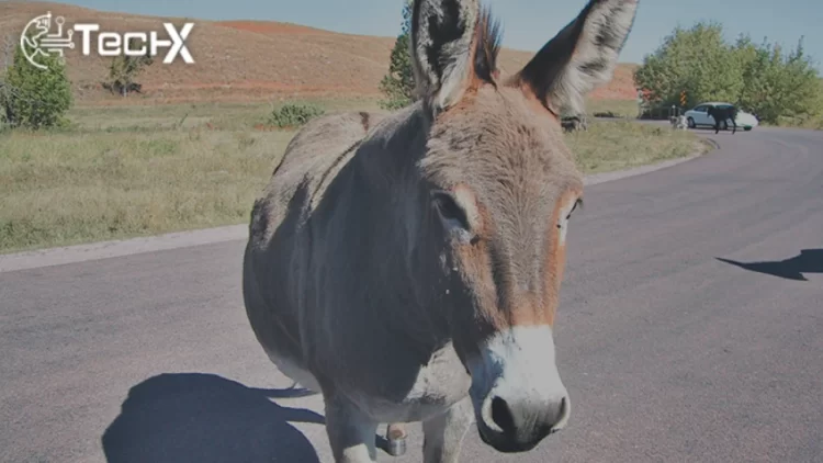 Karachi Customs Seizes Rs80M Donkey Skins in Smuggling Bust