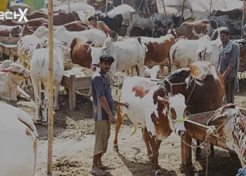 SBP Boosts Digital Payments Ahead of Eid ul Azha