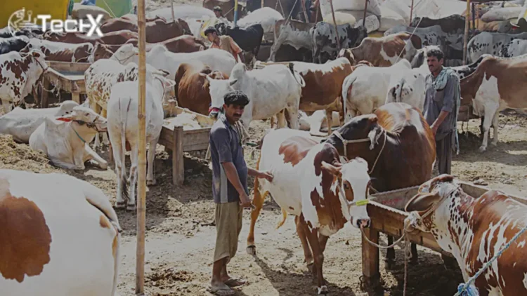 SBP Boosts Digital Payments Ahead of Eid ul Azha