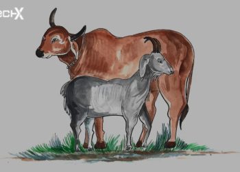 Last Day to Cut Hair and Nails in Pakistan for Qurbani 2025