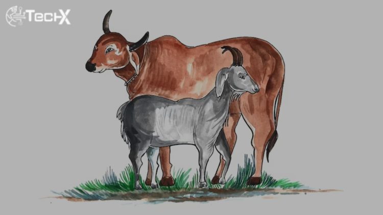 Last Day to Cut Hair and Nails in Pakistan for Qurbani 2025