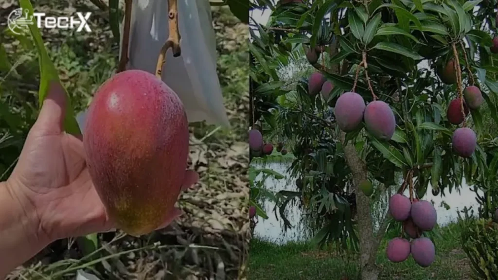 World’s Most Expensive Purple Mango is Now Available in Pakistan
