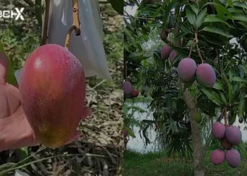 World’s Most Expensive Purple Mango is Now Available in Pakistan
