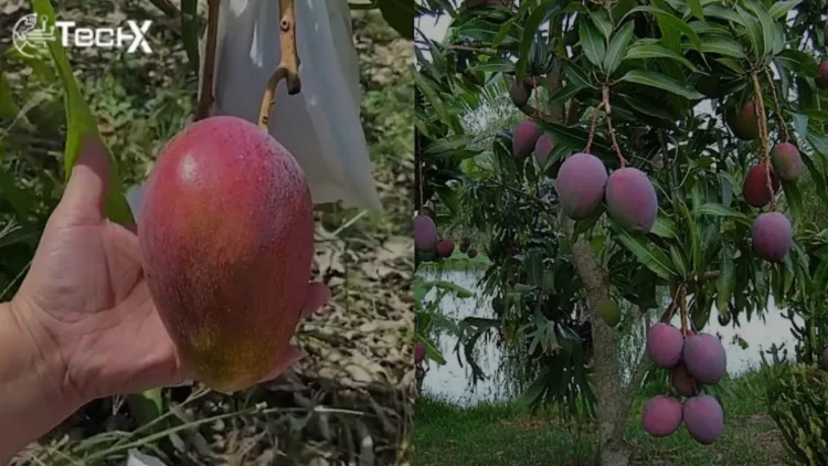 World’s Most Expensive Purple Mango is Now Available in Pakistan