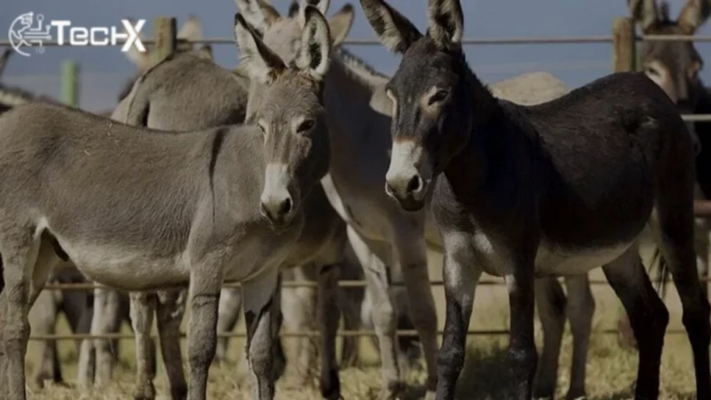 After Islamabad, Donkey Meat Seized in Another City