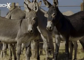 After Islamabad, Donkey Meat Seized in Another City