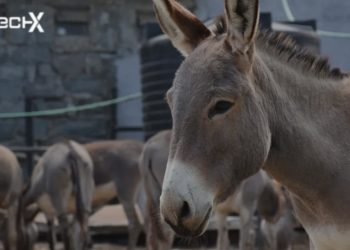 Chinese Firms Seek Licences to Legally Export Donkey Meat from Pakistan
