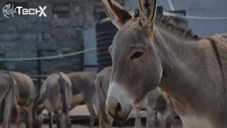 Chinese Firms Seek Licences to Legally Export Donkey Meat from Pakistan