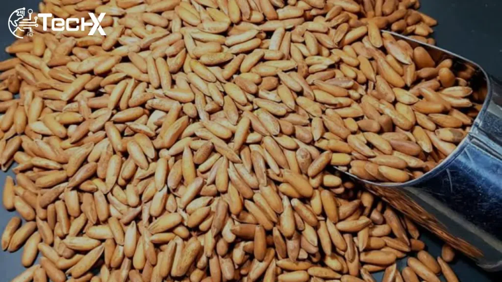 Chilgoza Price Drops Massively in Pakistan