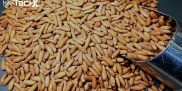 Chilgoza Price Drops Massively in Pakistan