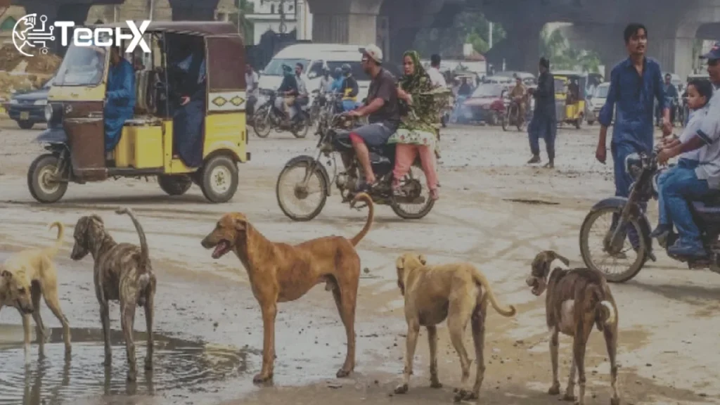 29,000 dog bite cases, 19 deaths from rabies reported in Karachi during 2025