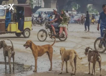 29,000 dog bite cases, 19 deaths from rabies reported in Karachi during 2025
