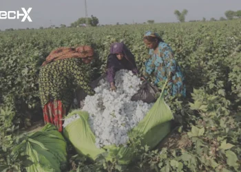 Sindh Emerges as Top Cotton Producer as Punjab Output Falls