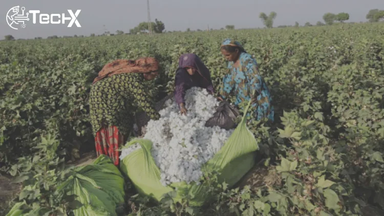 Sindh Emerges as Top Cotton Producer as Punjab Output Falls