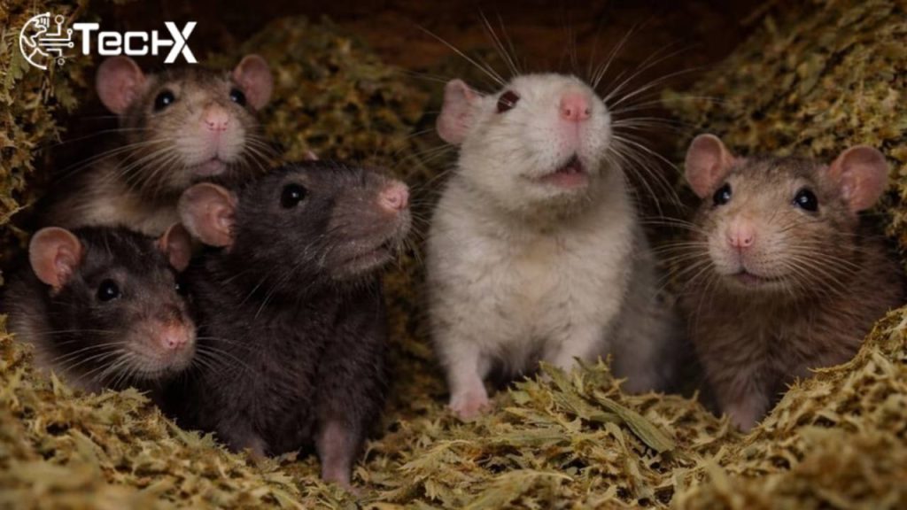Court Frees Man After Rats Eat 200kg of Seized Drugs