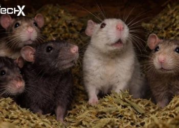 Court Frees Man After Rats Eat 200kg of Seized Drugs
