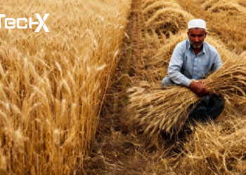 wheat relief